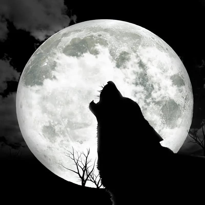 Wolf Moon